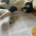 The problem with cats and copy proofing